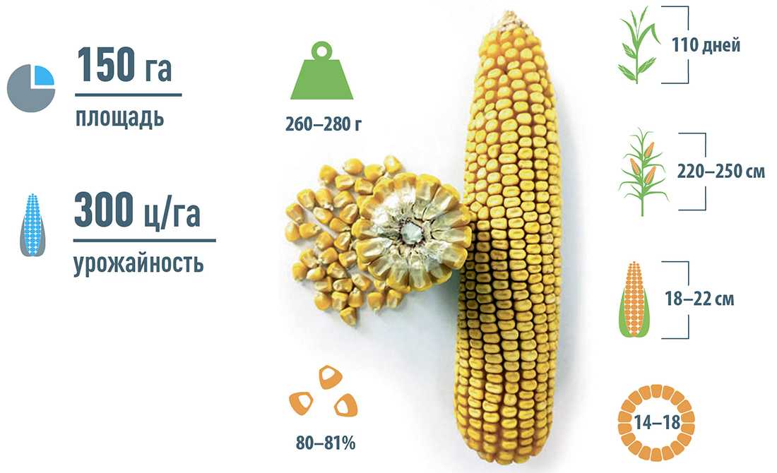 Какая урожайность кукурузы. Гибриды кукурузы. Сорта и гибриды кукурузы. Сорта кукурузы на зерно. Сорта и гибриды кукурузы на зерно.