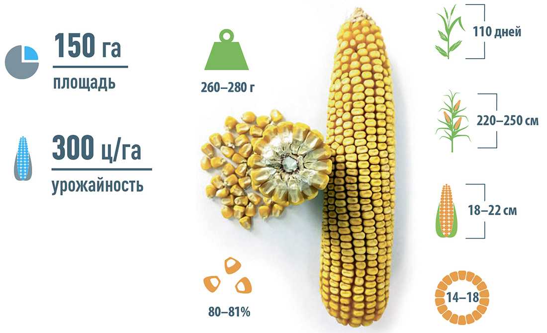 Урожайность кукурузы. Гибриды кукурузы компании «Пионер». Белорусский сорта кукурузы. Семена кукурузы Пионер п9874. Классификация гибридов кукурузы по спелости.
