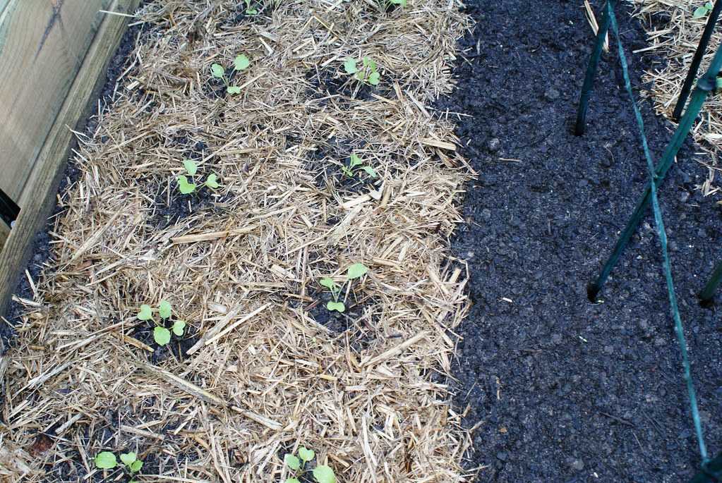 Капуста брокколи: посев и выращивание рассады, когда сажать и как ухаживать