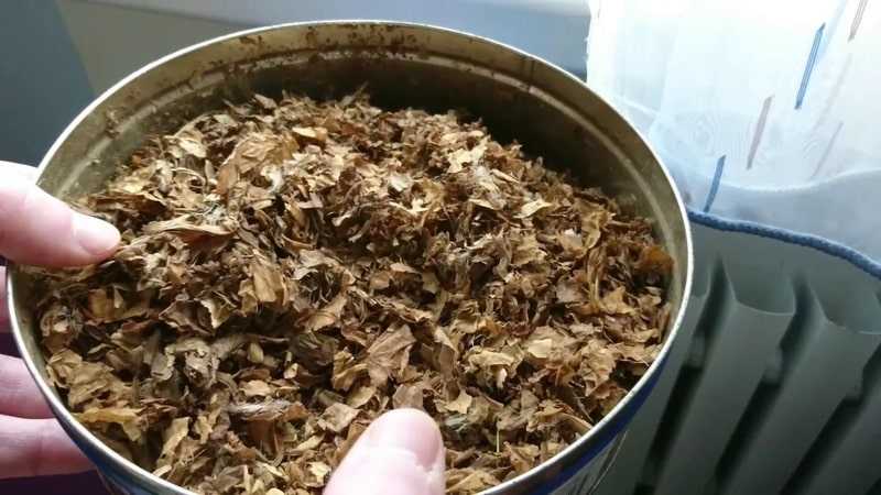 Ферментация табака в домашних условиях на батарее | мой сад и огород