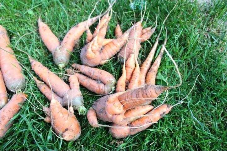 Почему морковь вырастает рогатая и корявая?