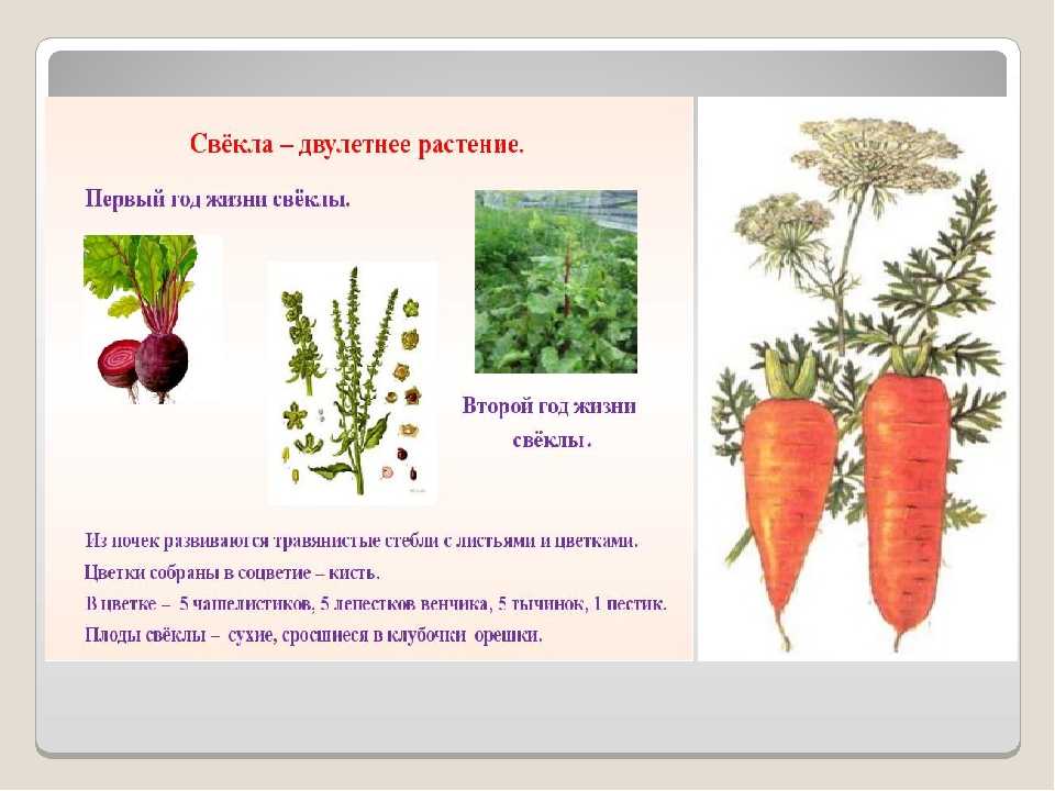Морковь — виды, основные достоинства и противопоказания + 104 фото