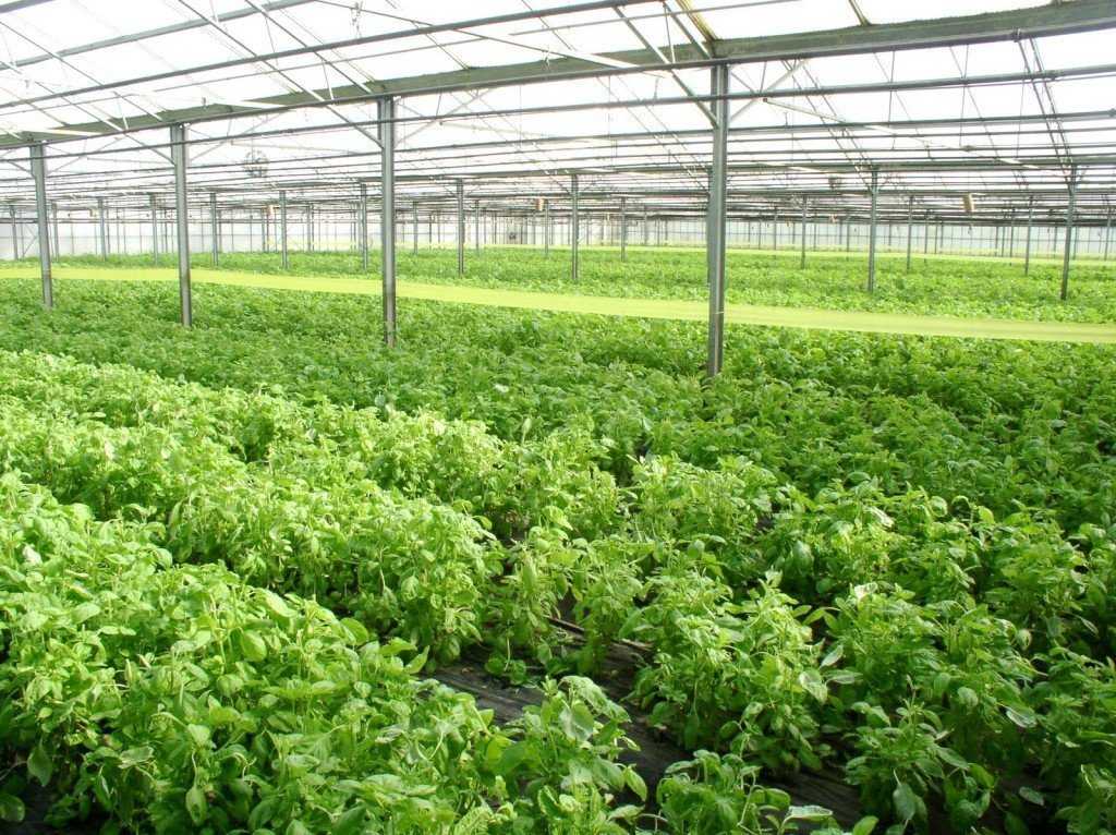Технология выращивания в теплице зелени круглый год: как, что и когда посадить?