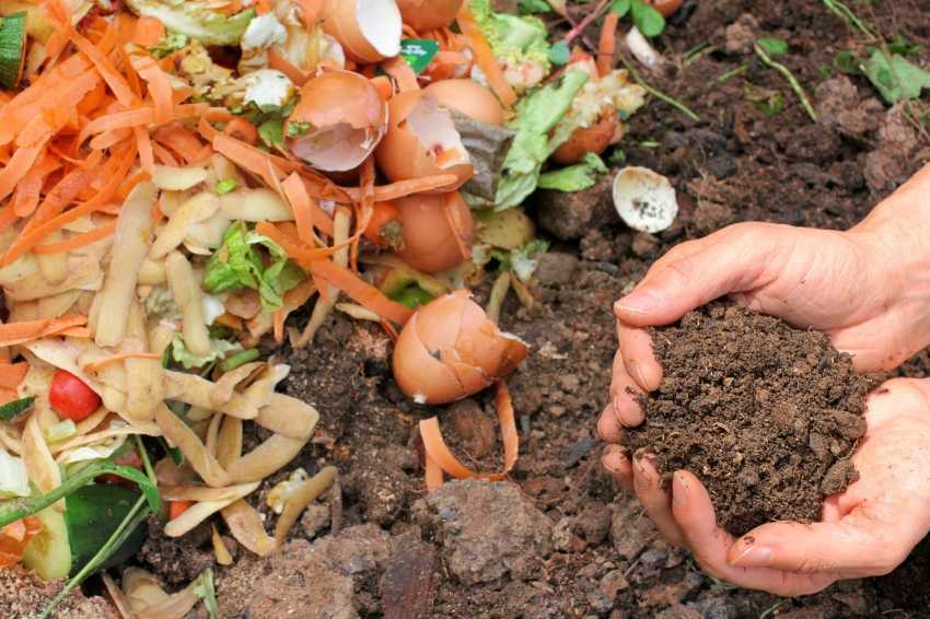 Что делать с картофельной ботвой после уборки урожая: зачем ее скашивать и куда девать, можно ли класть в компостную яму, а также использование вместо утилизации