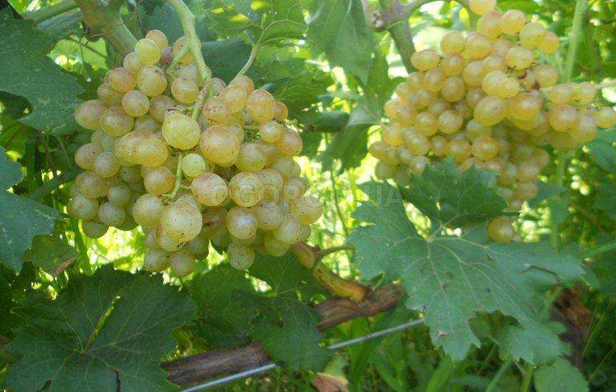 12 лучших сортов винограда для подмосковья - рейтинг 2021