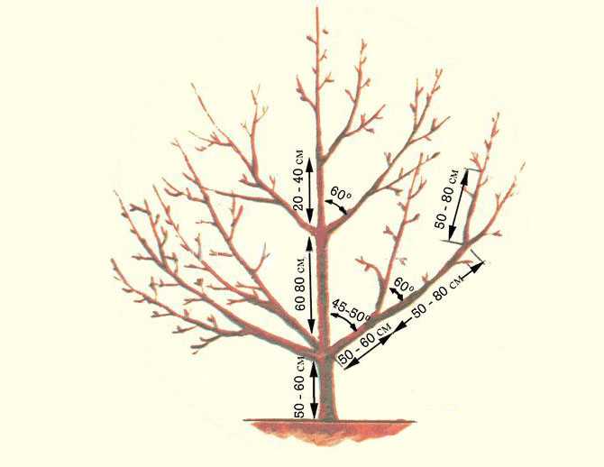 Обрезаем деревья весной. когда и как правильно? принципы и схемы обрезки садовых деревьев