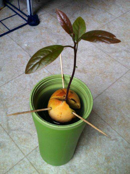Простой способ вырастить авокадо из косточки в домашних условиях