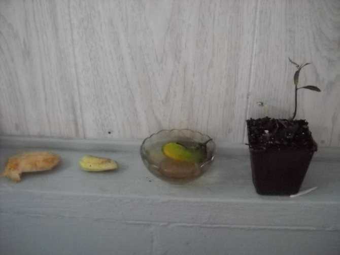 Как вырастить манго из косточки в домашних условиях, особенности ухода за деревцем