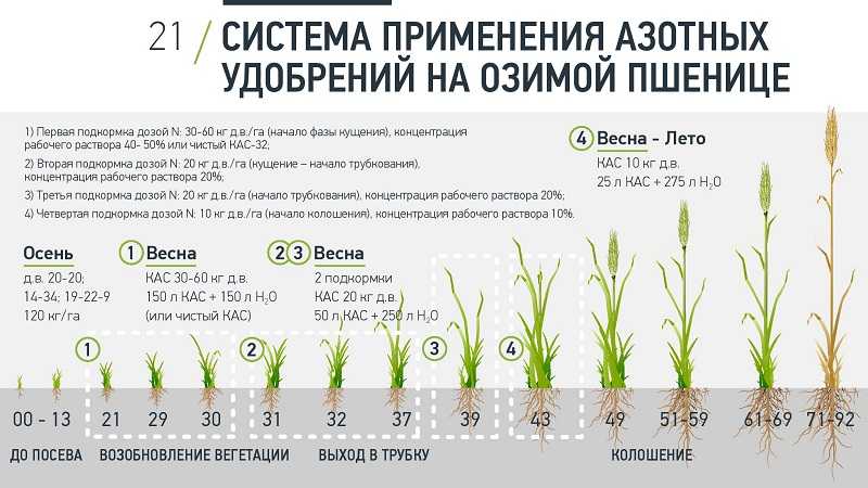 Описание и характеристики яровой пшеницы, её сорта и особенности выращивания
