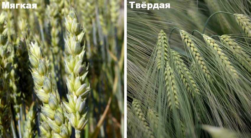 Сорта пшеницы: какие бывают типы и виды, какие лучше посеять после подсолнечника, разновидности для разных регионов