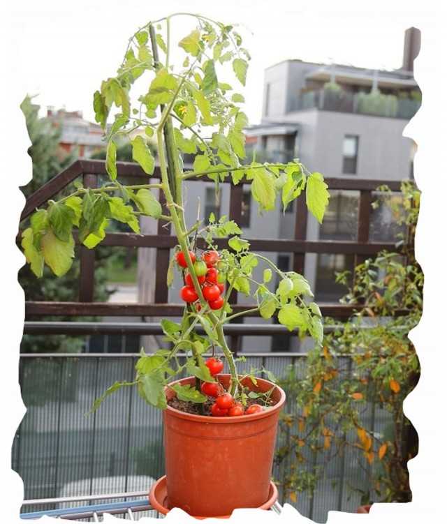 Можно ли на балконе вырастить помидоры черри 2021