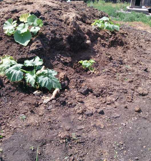 Выращивание тыквы в открытом грунте: агротехника