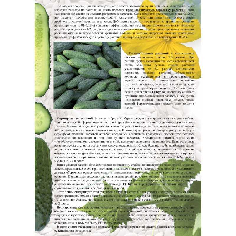 Огурец аякс f1: характеристика и описание сорта, фото, посадка семян и уход за ними, урожайность, отзывы
