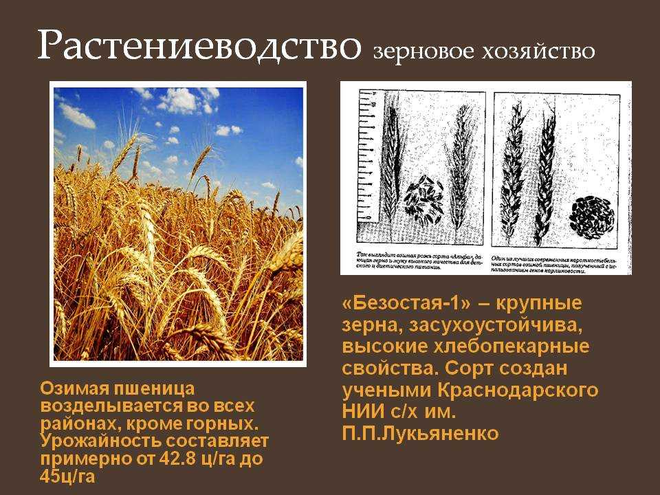 Озимая пшеница алексеевич: характеристика и описание сорта, её предшественники и урожайность, отзывы