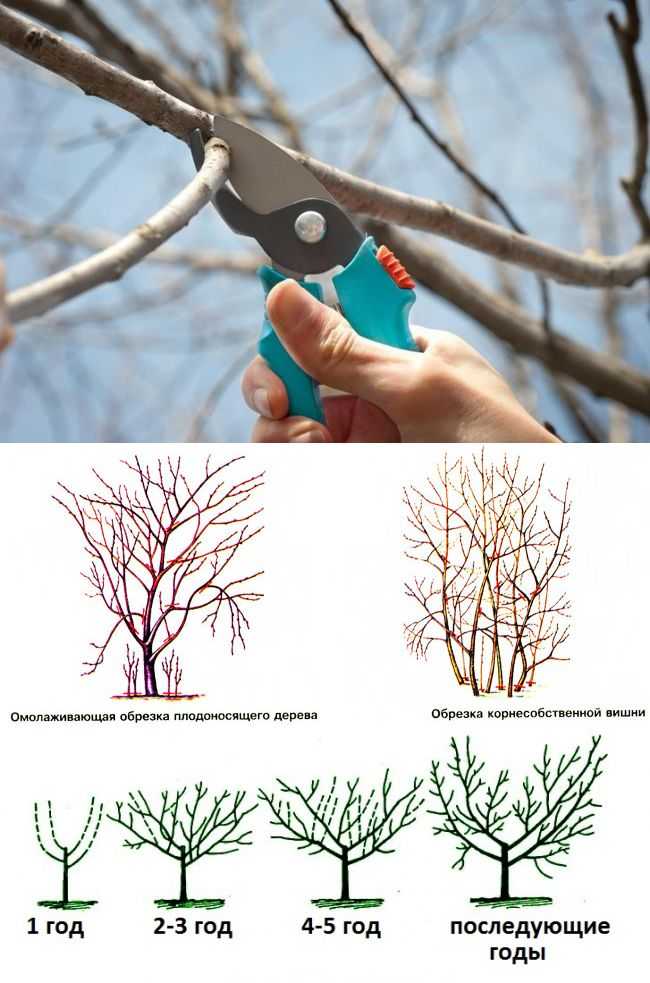 Как правильно проводить весеннюю обрезку плодовых деревьев?