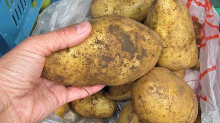 Различные болезни картофеля и борьба с ними
