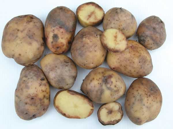 Красные пятна на картофеле