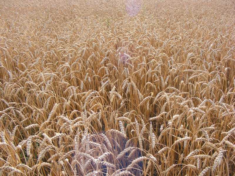 Совершенствование технологии возделывания яровой пшеницы в хозяйстве