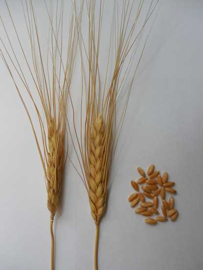 Пшеница твердая: что такое дурум, характеристика и сорта, особенности выращивания