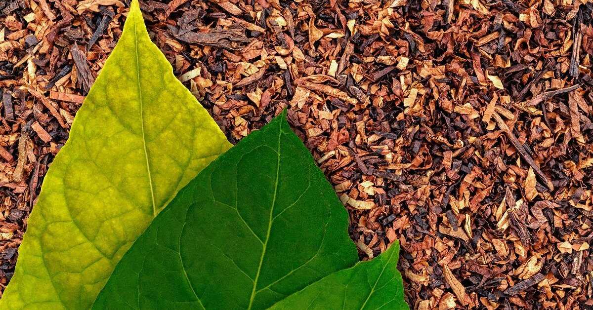 Выращивание табака из семян в домашних условиях и далее на огороде для курения