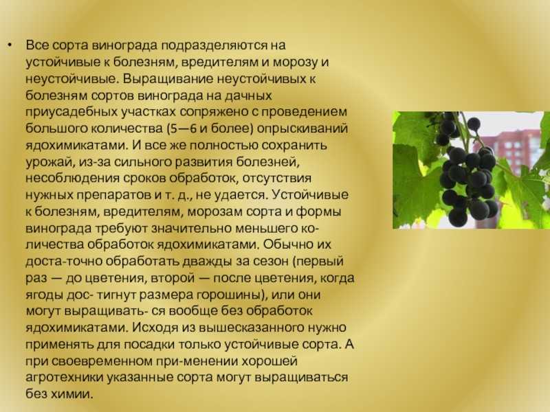 12 лучших винных сортов винограда для северного виноградника на supersadovnik.ru