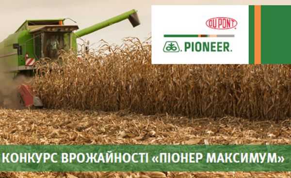 Лучшие сорта кукурузы: фото, описание