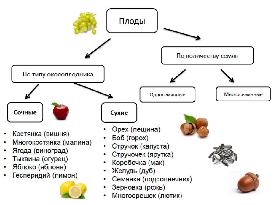 Арбуз: что это такое (ягода, фрукт или овощ), к какому семейству относится, как называется и выглядит плод, особенности корневой системы