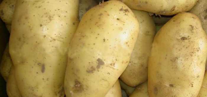 Описание и характеристика сорта картофеля чародей