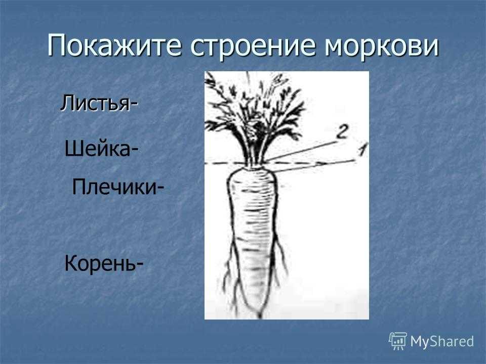 Морковь группа растений. Строение моркови. Строение корнеплода моркови. Строение корня моркови. Строение моркови биология.