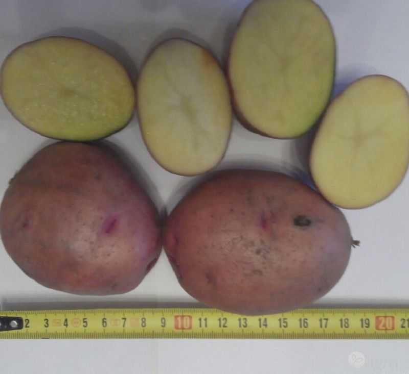 Описание и характеристика картофеля “журавинка”