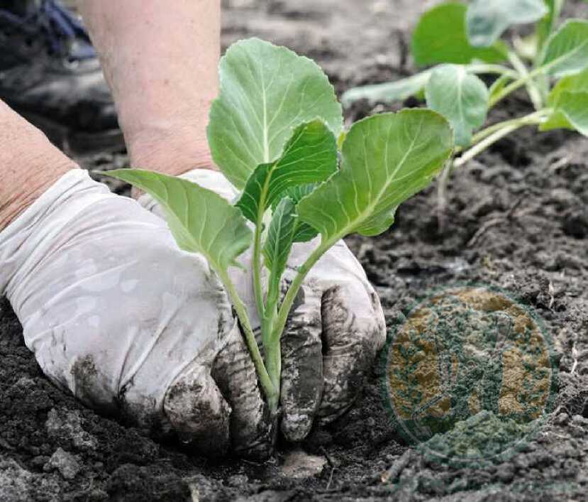Выращивание цветной капусты: подготовка рассады, посадка и уход в открытом грунте, сбор урожая