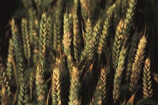 Фузариоз колоса пшеницы.