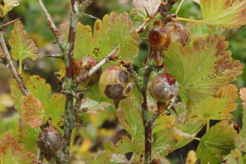 Красные пятна на листьях смородины: как бороться и чем лечить, обработать, какие болезни вызывают