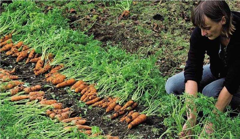Как правильно выкапывать и когда убирать морковь с грядки на хранение? русский фермер