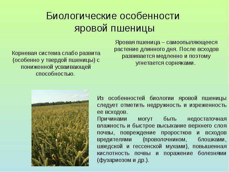 Совершенствование технологии возделывания яровой пшеницы в хозяйстве