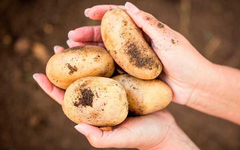 Картофель вега – характеристика сорта, отзывы, вкусовые качества, фото