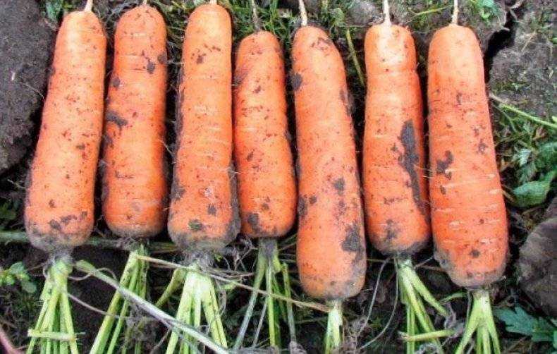 Черная морковь: что это такое, где растет и как выглядит на фото, а также состав мякоти и сока, сорта и агротехника выращивания русский фермер