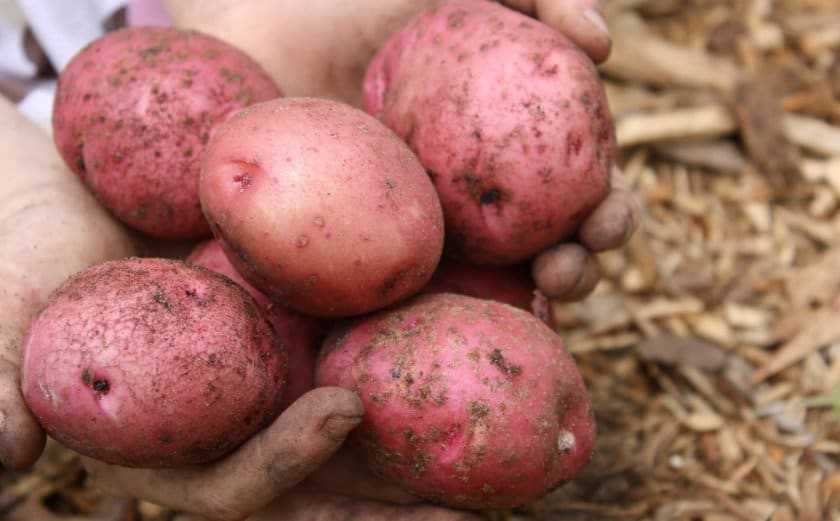 Самые рассыпчатые сорта картофеля. классификация картофеля по цвету кожуры и мякоти