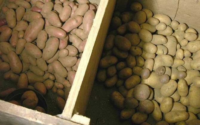 Как сохранить картофель без погреба на даче, рассказывает эта статья