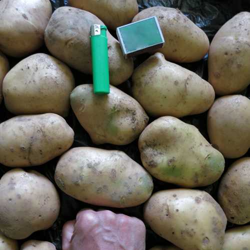 Картофель эволюшн (эволюшен): описание сорта, фото, отзывы о вкусовых качествах и сроках хранения, характеристика урожайности и советы по выращиванию и уходу