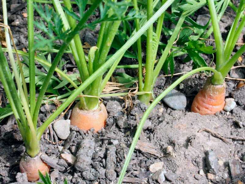Подготовка грядки под морковь осенью. подготовка почвы | дачная жизнь