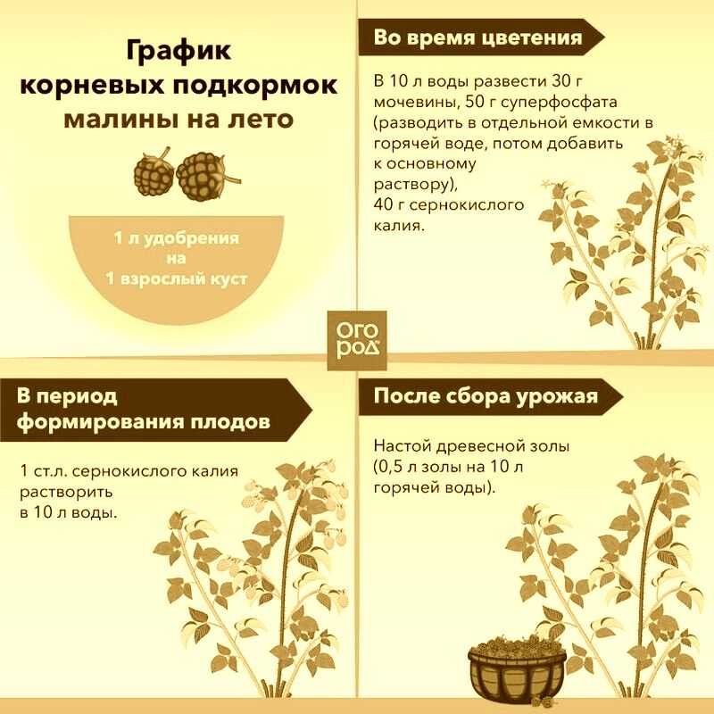 Правильная подкормка тыквы: чем подкармливать и когда вносить удобрение