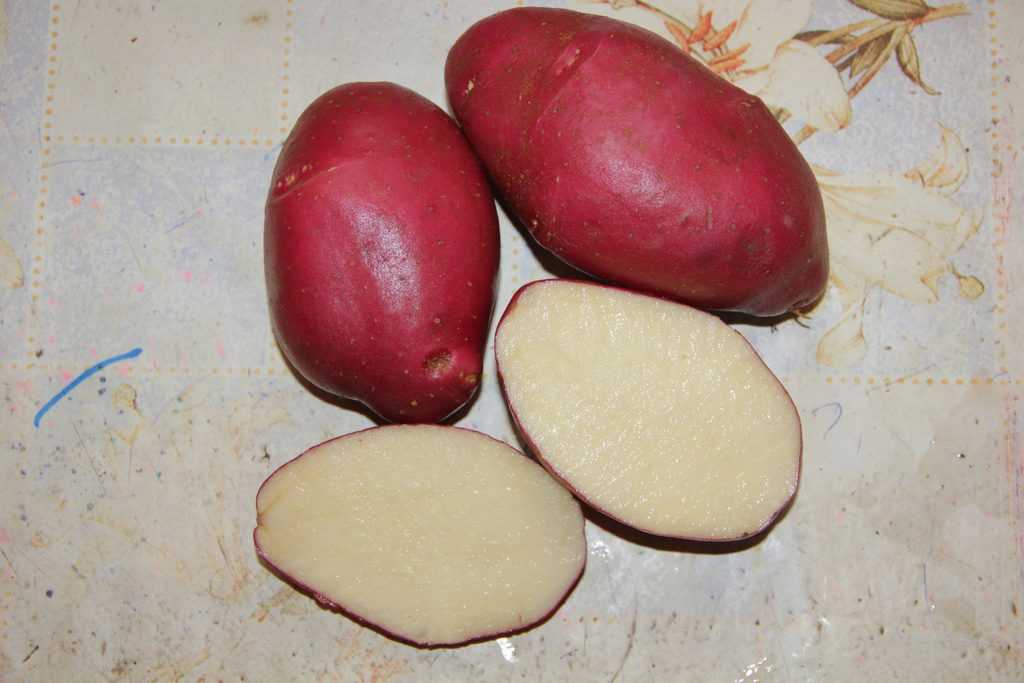 Какую картошку лучше жарить: красную или белую