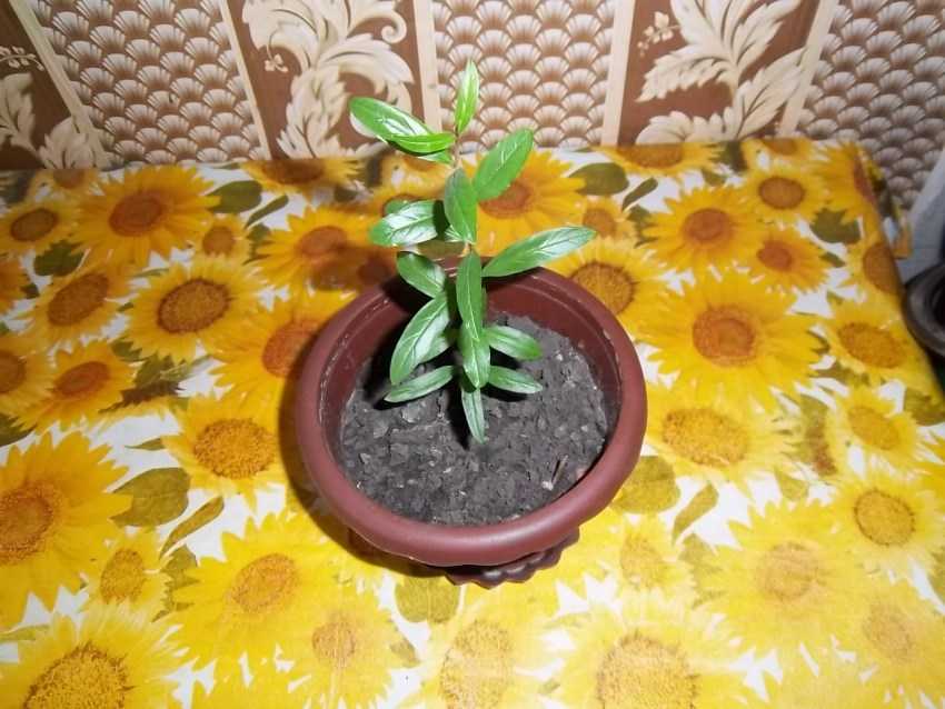 Гранатовое дерево в домашних условиях, как посадить и вырастить из косточки