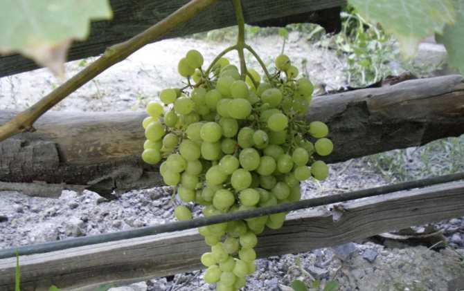 Виноград дарья: описание и характеристики сорта, особенности ухода и фото