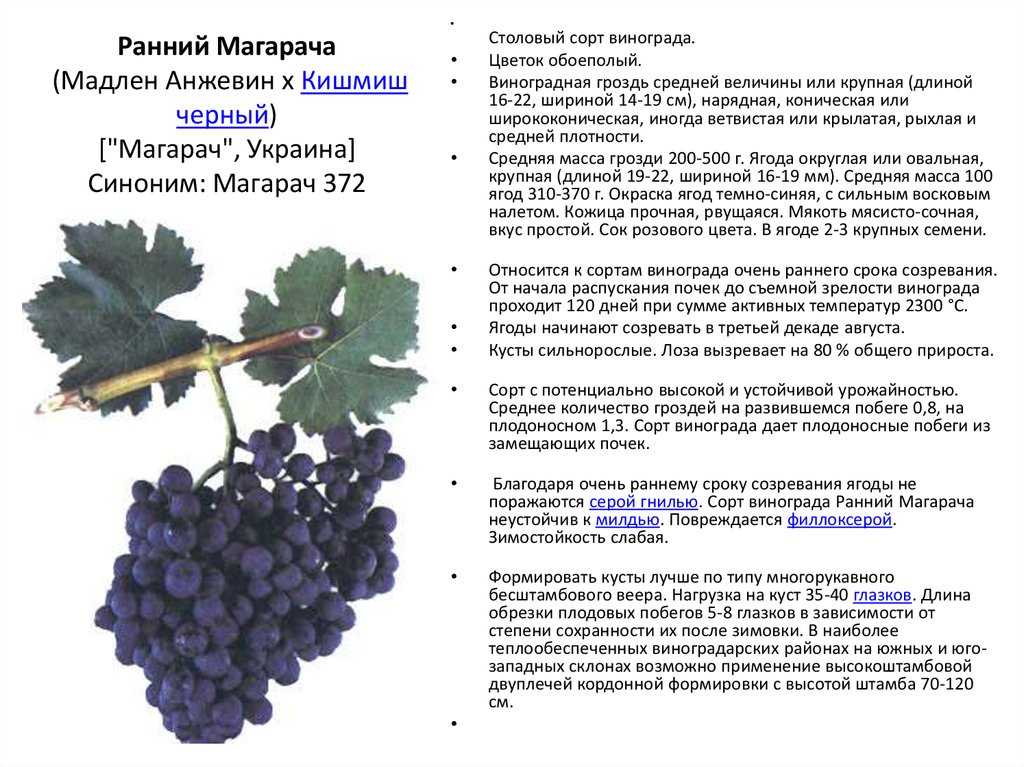 Основные сорта винограда на дону