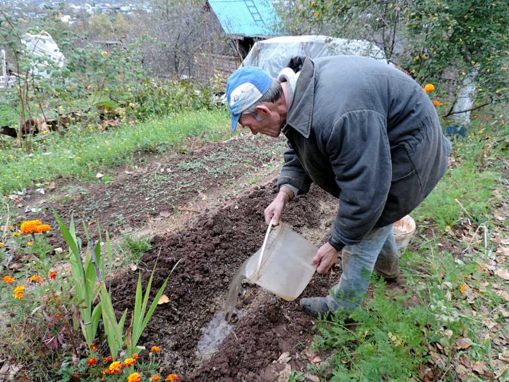 Как вырастить крупный чеснок на огороде: секреты опытных агрономов