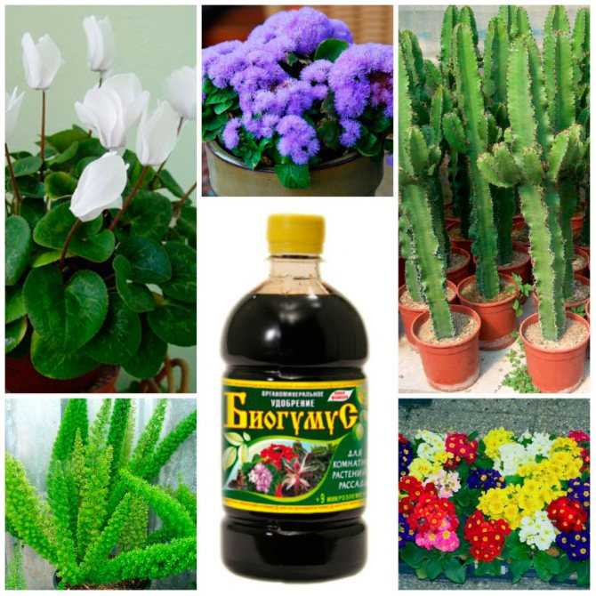 Особенности выращивания растений в домашних условиях: чем подкормить петунию для обильного цветения?