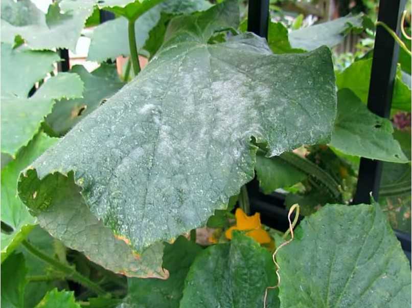 Белые пятна на огуречных листьях: причины появления, что делать