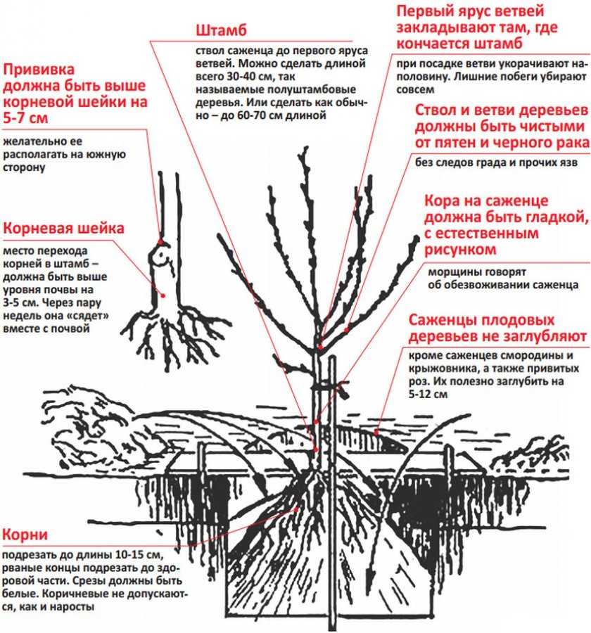 Особенности выращивания и ухода за гранатом в открытом грунте